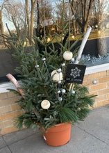 Load image into Gallery viewer, Spruce Top Workshop