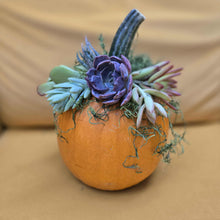 Load image into Gallery viewer, CLASS - Pumpkin & Succulents