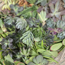 Load image into Gallery viewer, CLASS - Pumpkin &amp; Succulents
